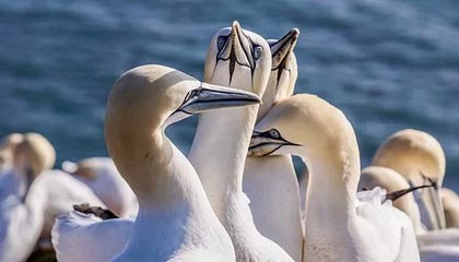 开云：云端新生，开启数字美好