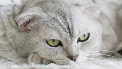 开云：云端新生，开启数字美好