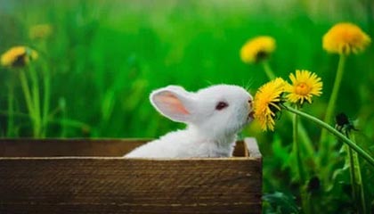 开云：云端新生，开启数字美好